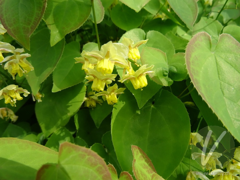Elfenblume (Epimedium x perralchicum): Übersicht